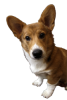 Ritratto di Il paradiso di Fido